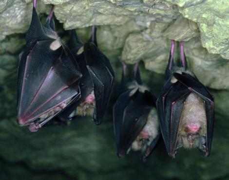 nuit de la chauve-souris